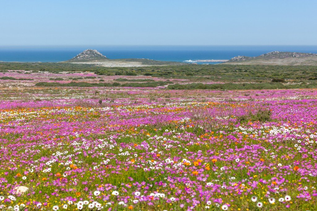 West Coast fynbos and wildflowers in spring
