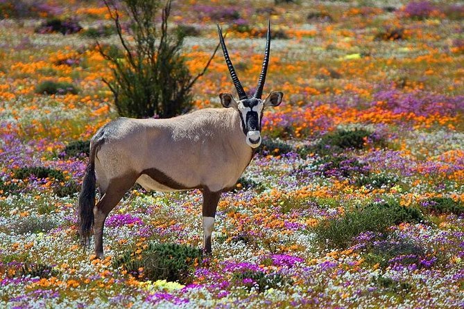 West Coast wildlife
