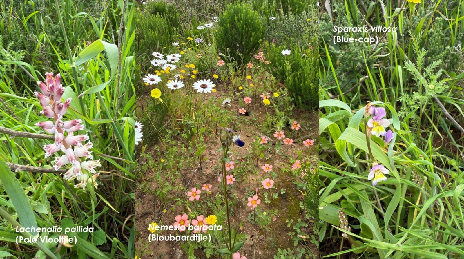 Nemesia barbata wildflowers on the West Coast